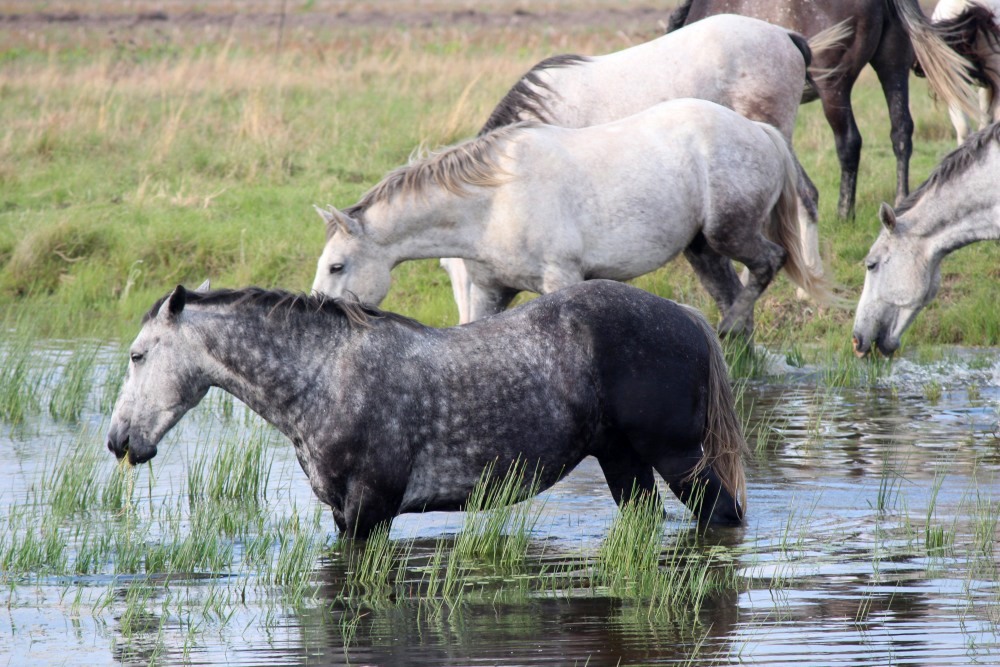 Pure bred percheron sport horses023.jpg